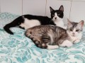 Timon und Pumba